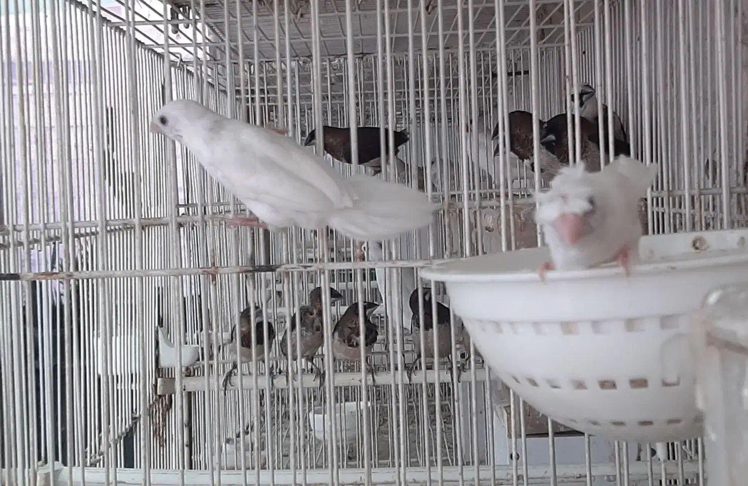 فنچ بنگالی سفید کاکلی|پرنده|مشهد, ایثار|دیوار