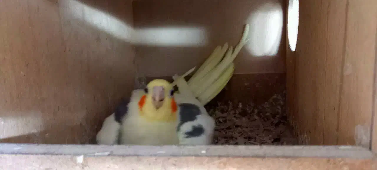 عروس هلندی خانگی دوکت|پرنده|اصفهان, جاوان|دیوار