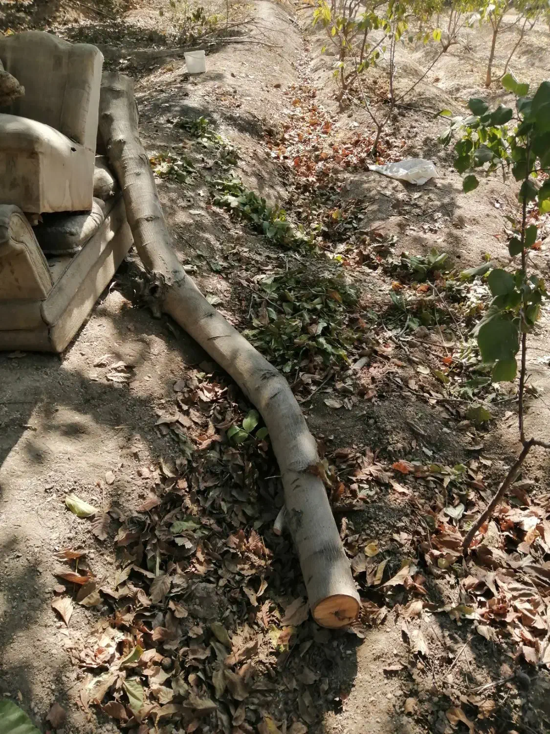 چوب گردو و چوب زغال|مصالح و تجهیزات ساختمان|نجف‌آباد, قلعه سفید|دیوار