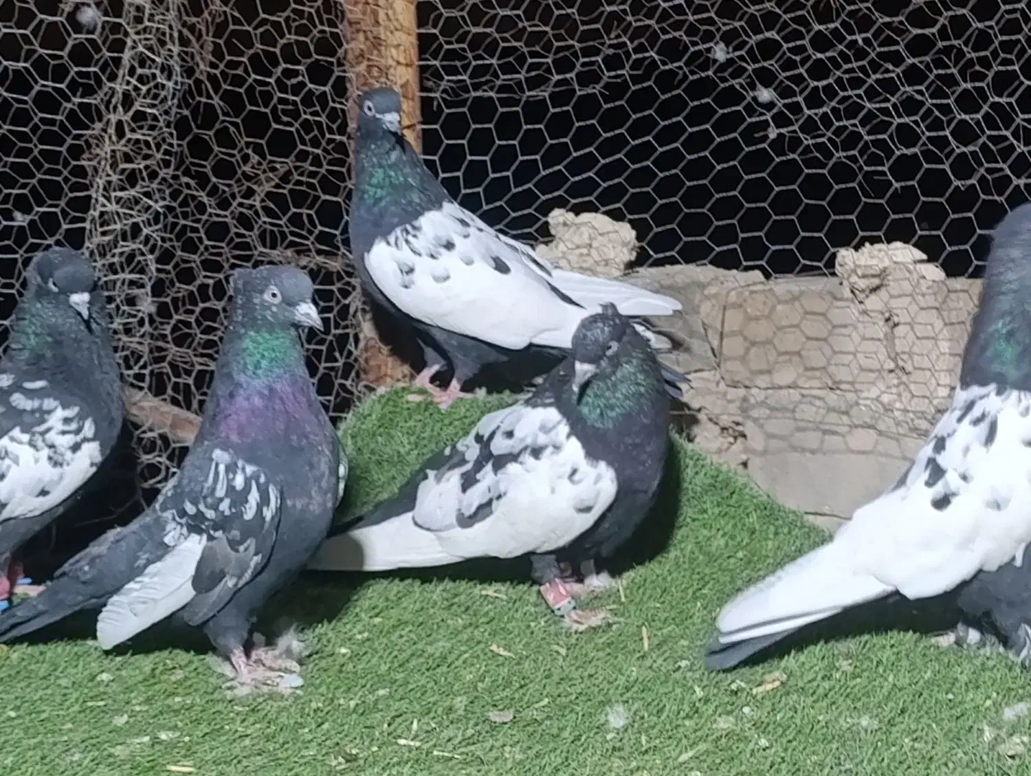 کبوتر سینه سیاه|پرنده|شیراز, شهرک گلستان|دیوار