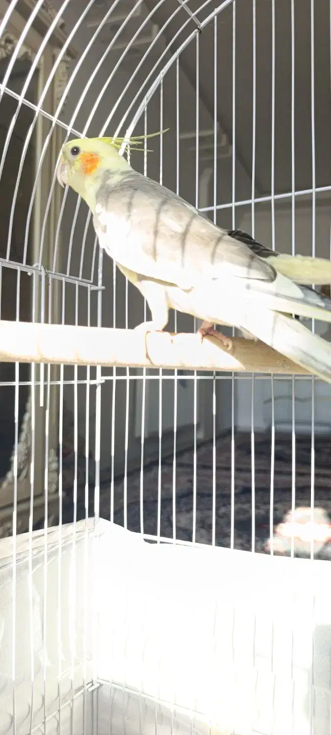 عروس هلندی سخنگو|پرنده|بومهن, |دیوار