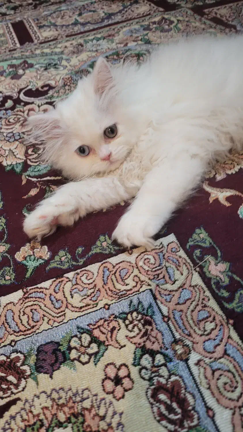 فروش بچه گربه پرشین|گربه|گرگان, |دیوار