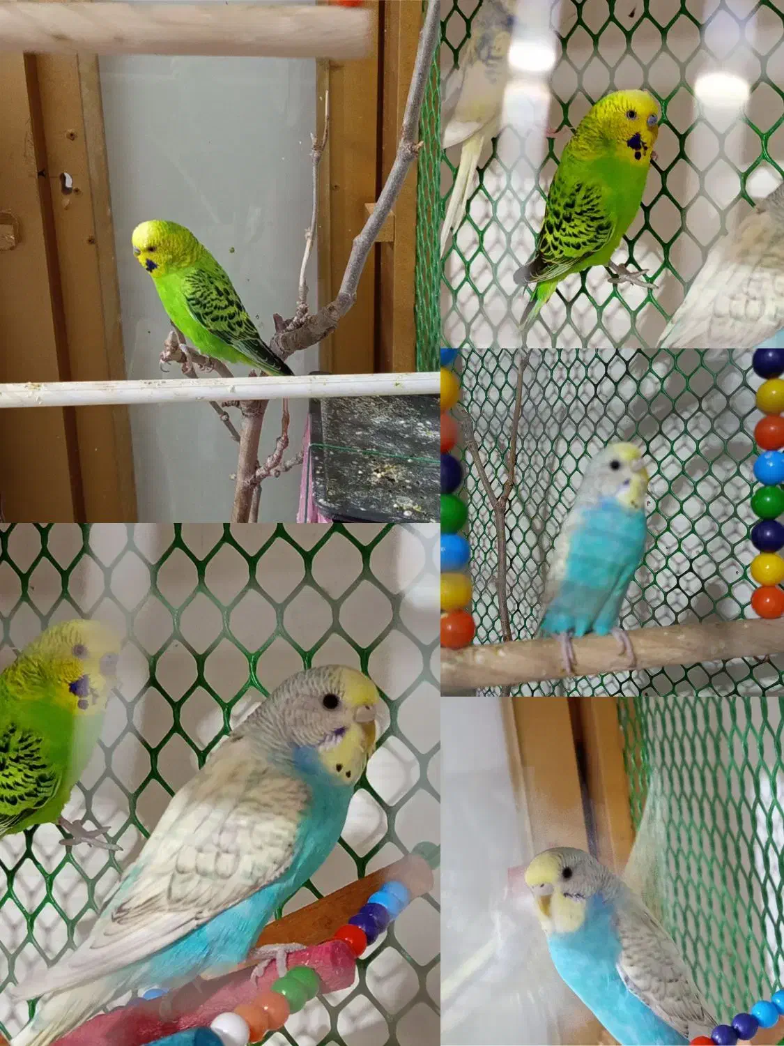 ی جفت مرغ عشق|پرنده|خوی, |دیوار