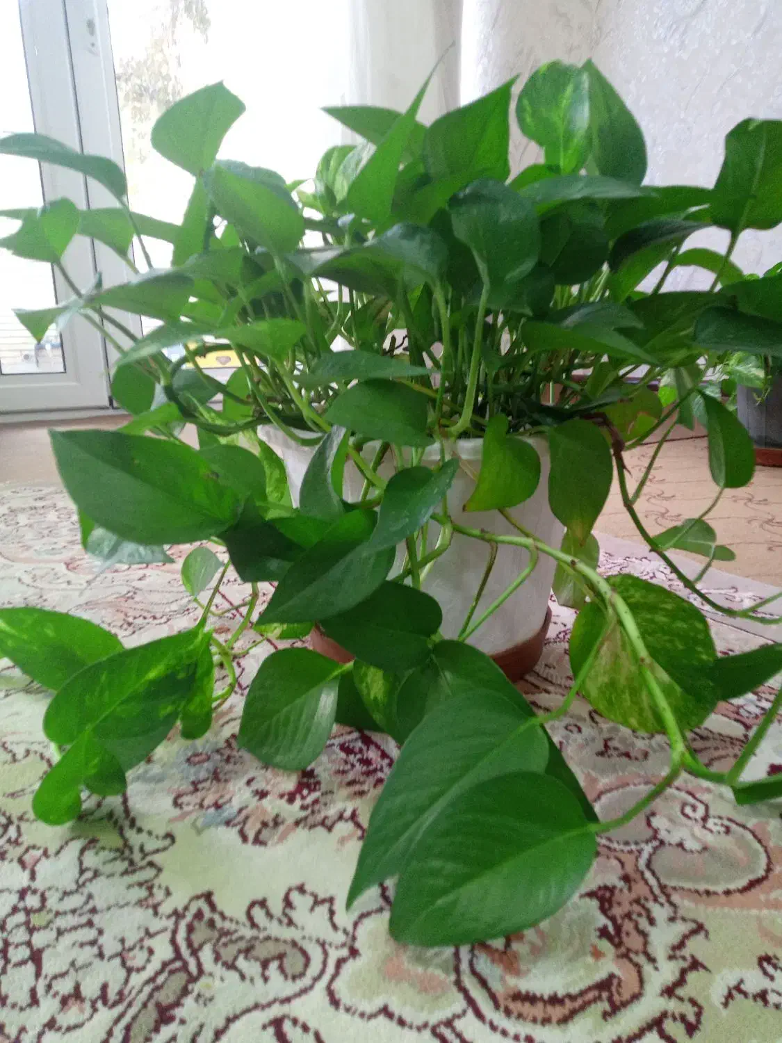 گلدان گل|گل و گیاه طبیعی|شهرضا, |دیوار