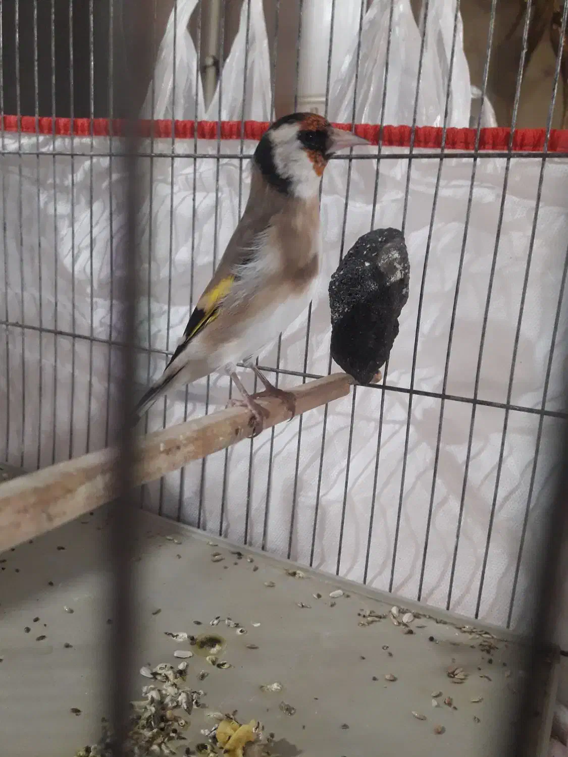 سهره ماده تازه تخت،زاده قفس نشانه دار|پرنده|الوند, |دیوار