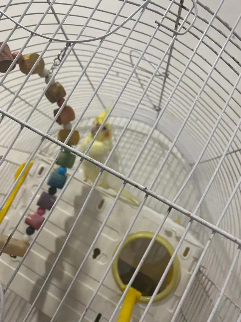 عروس هلندی مولد جوجه دار اهلی سخنگو|پرنده|تبریز, |دیوار