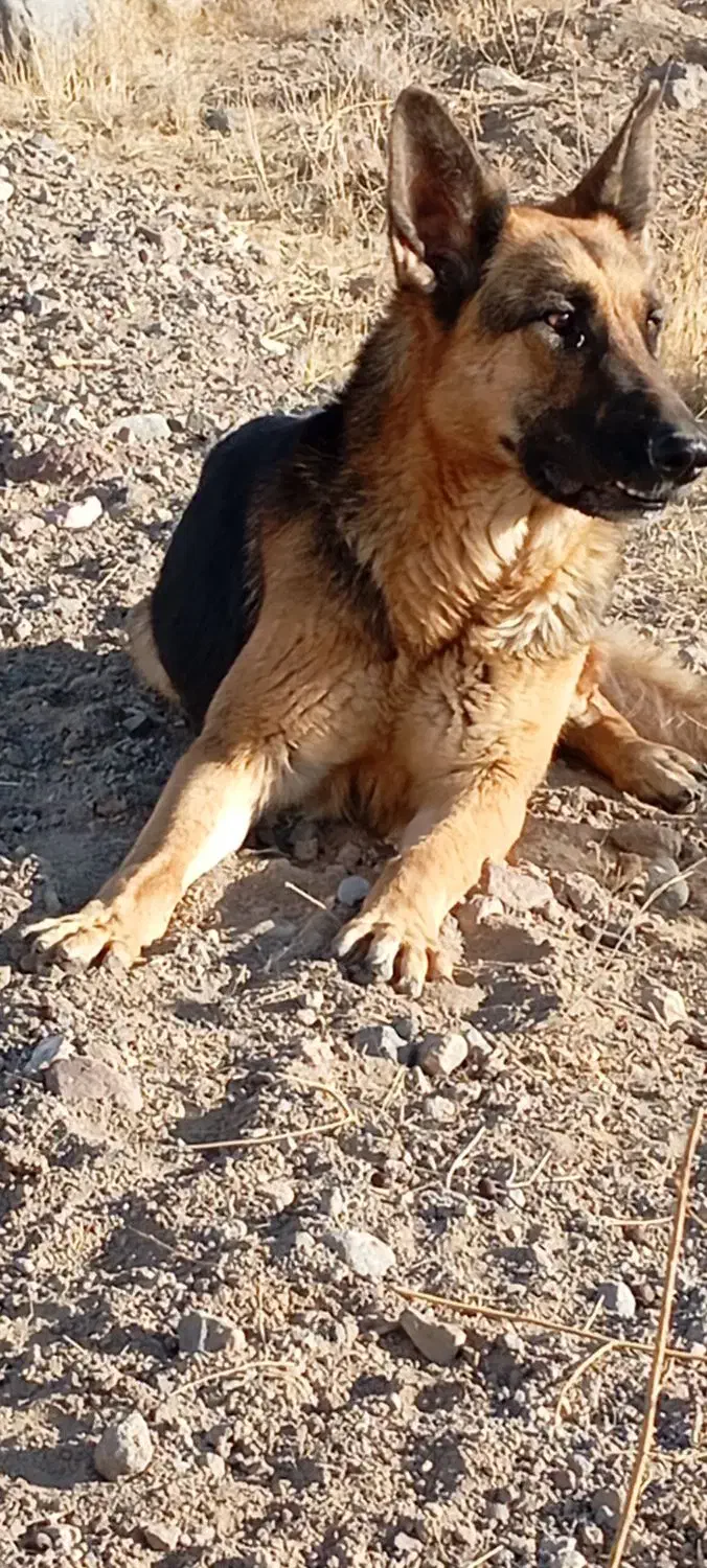 واگذاری ژرمن|سگ|تبریز, |دیوار