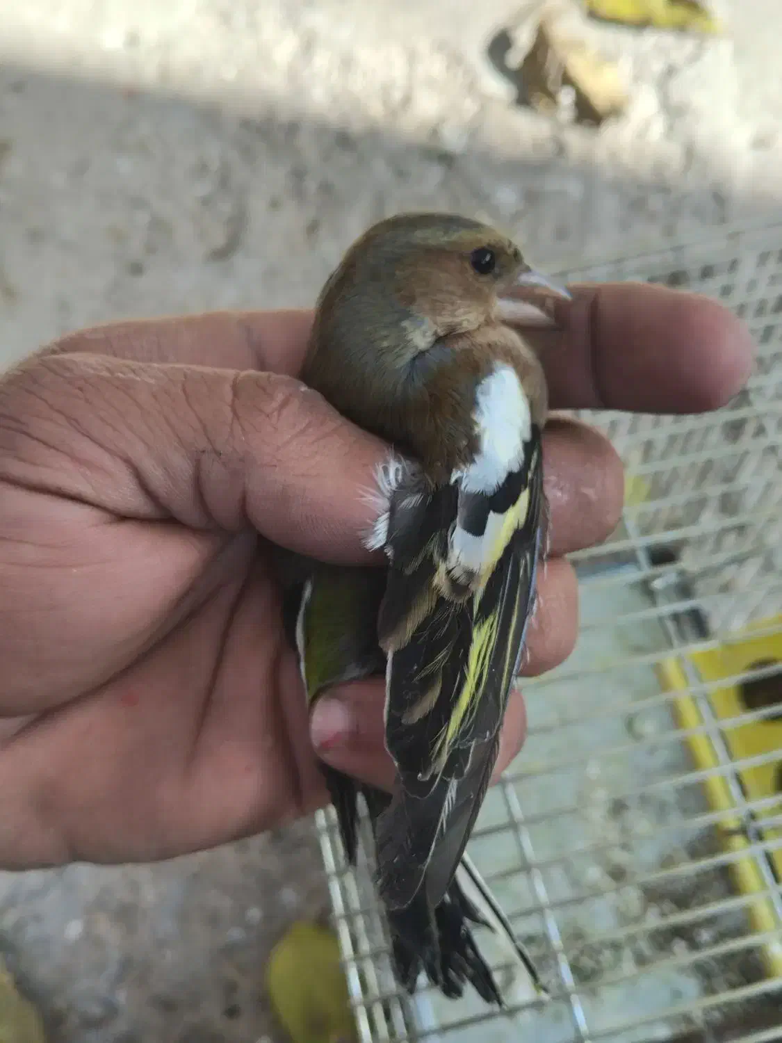 سهره و سهره خمسه|پرنده|تیکمه داش, |دیوار