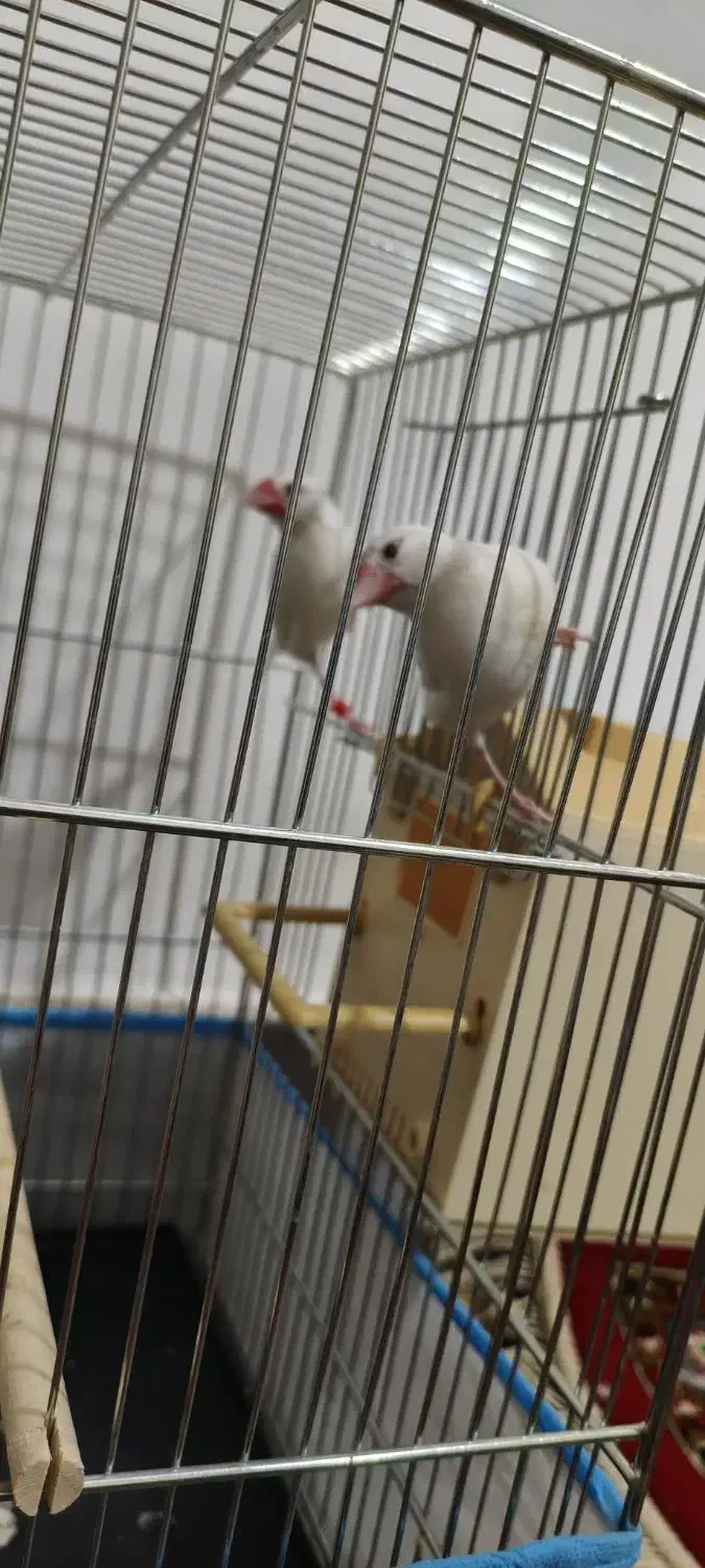 فنج نرگسی|پرنده|قم, ولیعصر|دیوار