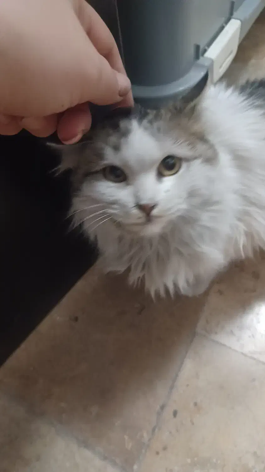 واگذاری کاملا رایگان بچه گربه DLH مودب|گربه|تهران, زرگنده|دیوار