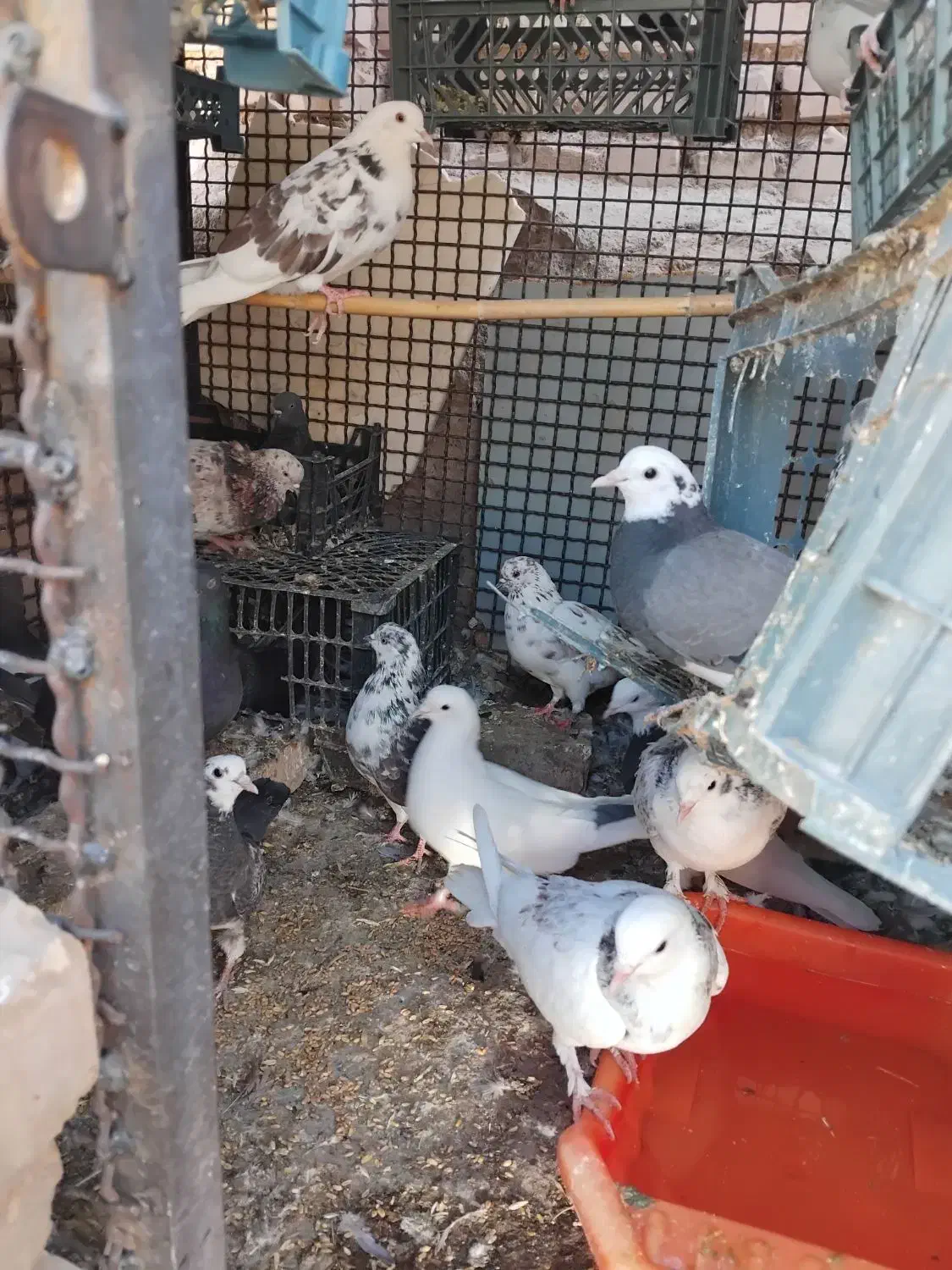 ۱۰عددکبوترتهرانی،جوین|پرنده|جغتای, |دیوار