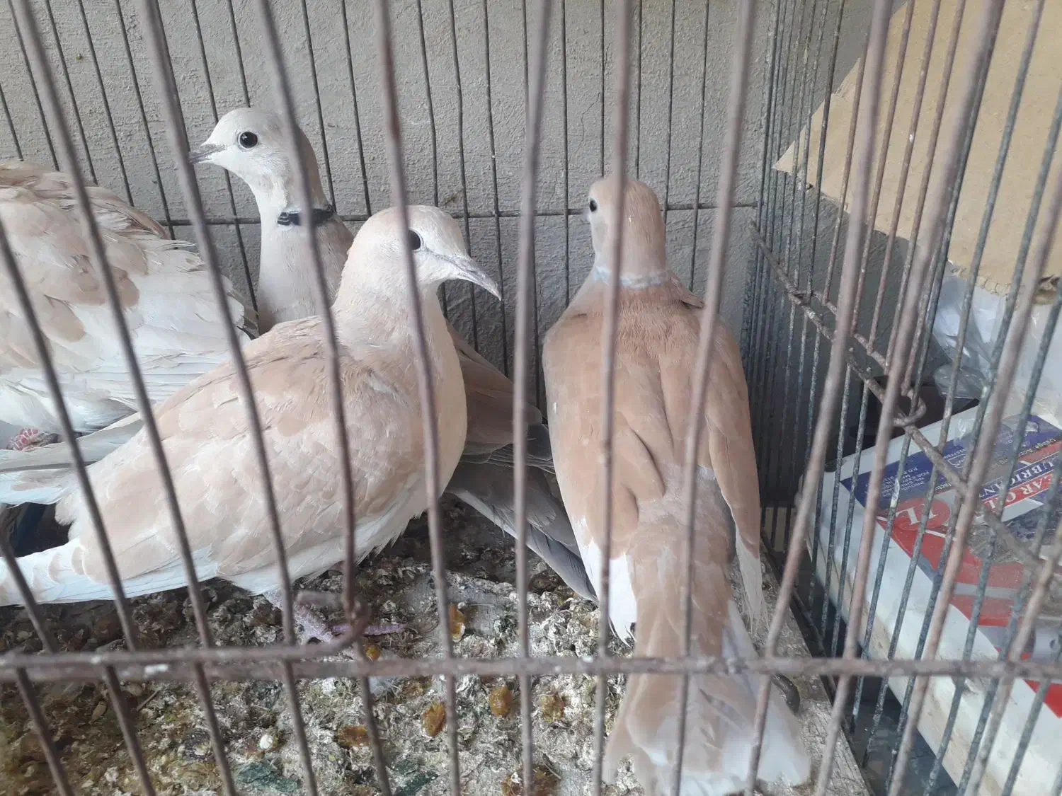 کبوتر خانگی|پرنده|زابل, |دیوار