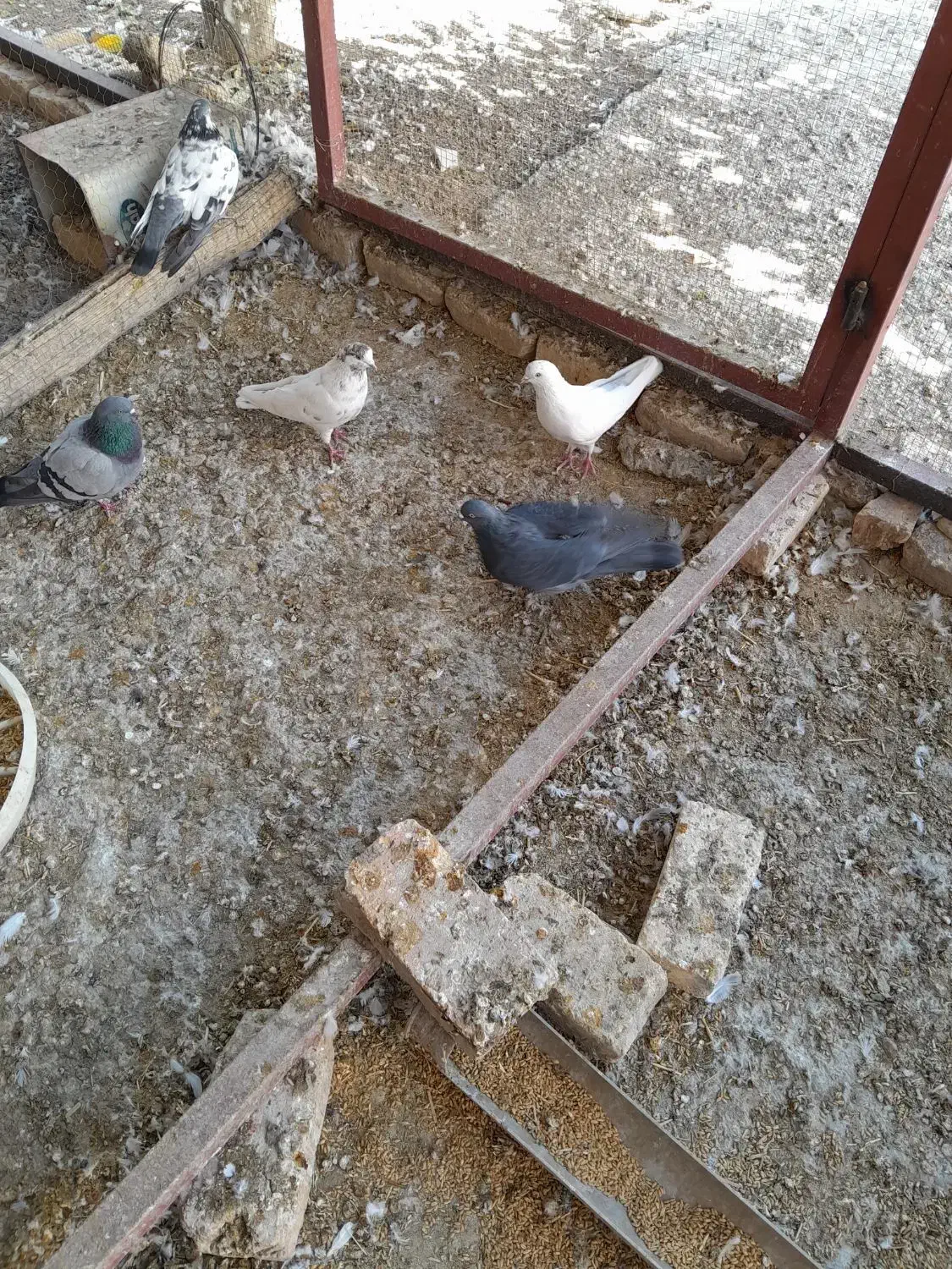 کبوتر پرشی|پرنده|زیباشهر, |دیوار