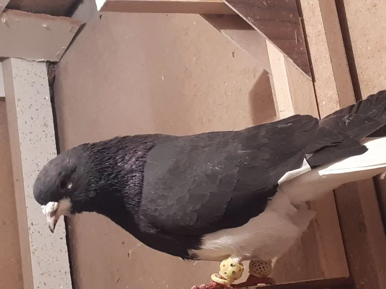 شهری معاوضه|پرنده|مرودشت, ثبت احوال|دیوار