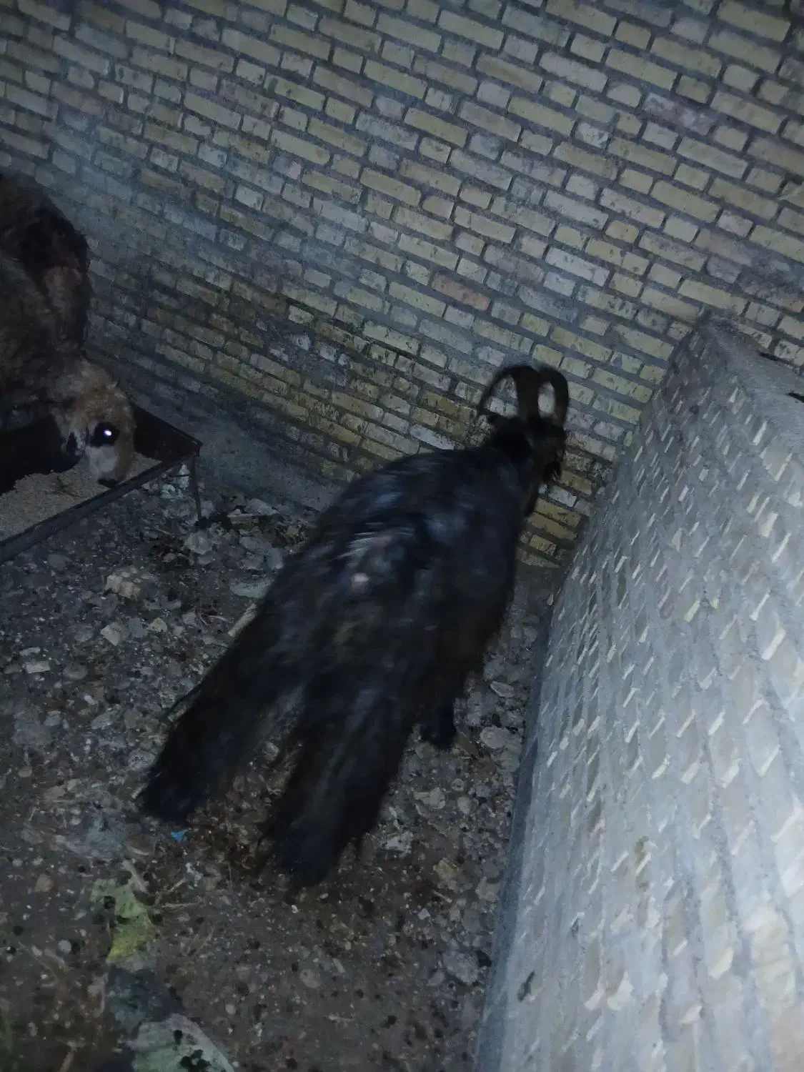 بزغاله|حیوانات مزرعه|دزفول, |دیوار