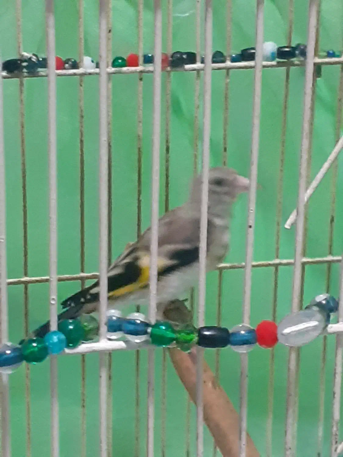 پرنده|پرنده|لاهیجان, خالو باغ|دیوار