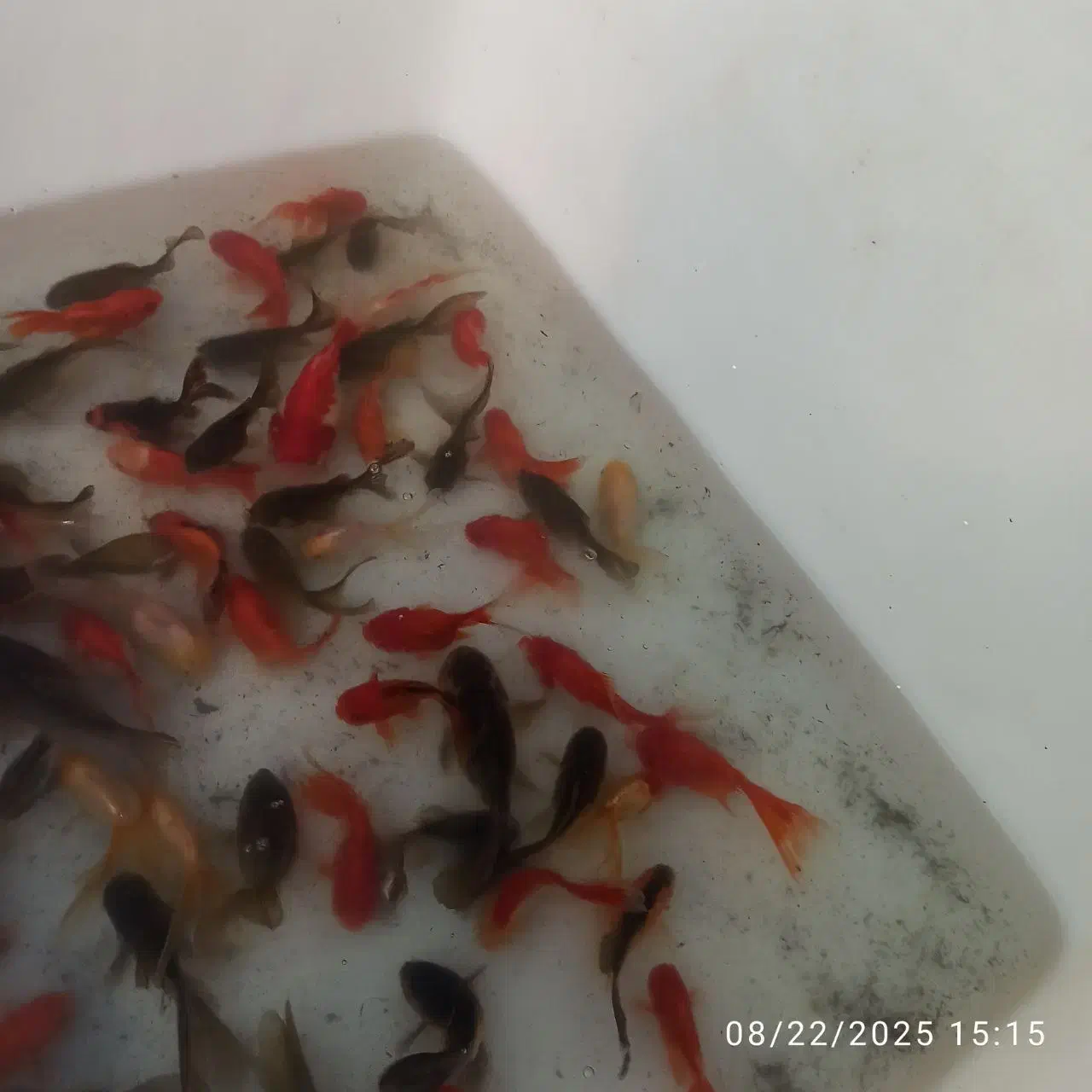 گلدفیش|ماهی|بردسکن, |دیوار