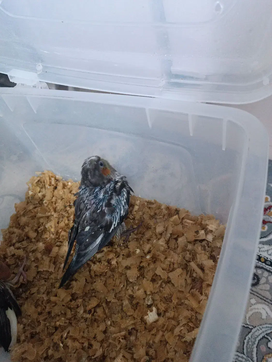 عروس هلندی|پرنده|تاکستان, |دیوار