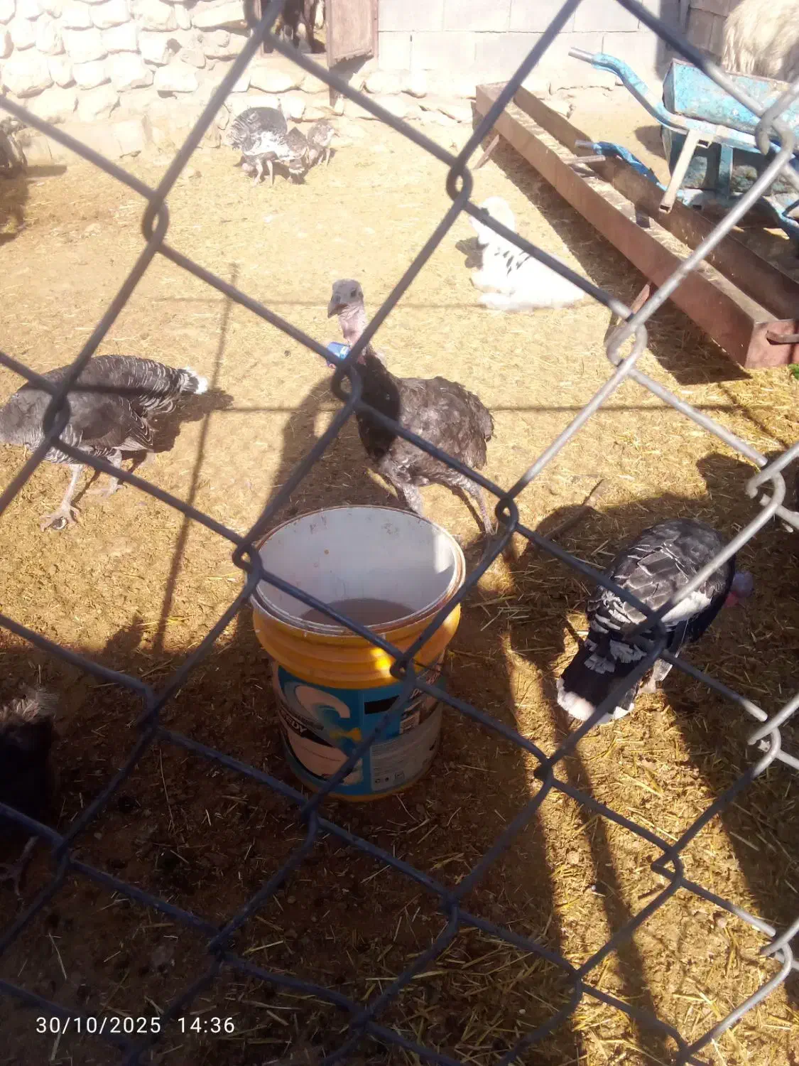 بوقلمون|حیوانات مزرعه|ایذه, |دیوار