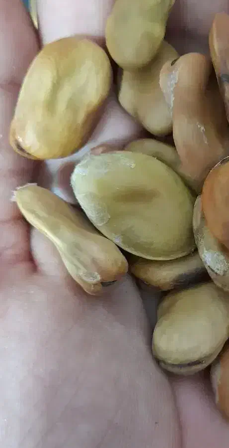 بذر باقله برکت|گل و گیاه طبیعی|فسا, |دیوار