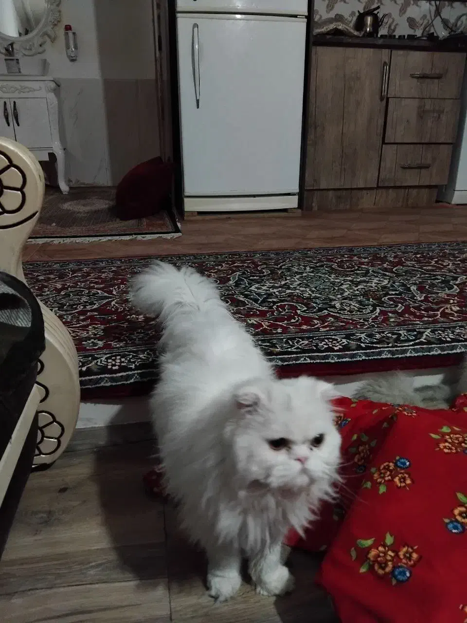 گربه پرشین|گربه|اردبیل, |دیوار