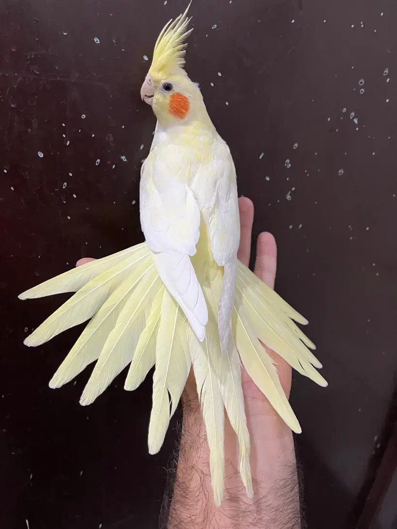 عروس هلندی ماده لوتینو زعفرونی بالغ چشم سبز آلبینو|پرنده|تهران, شکوفه (عبدل آباد)|دیوار