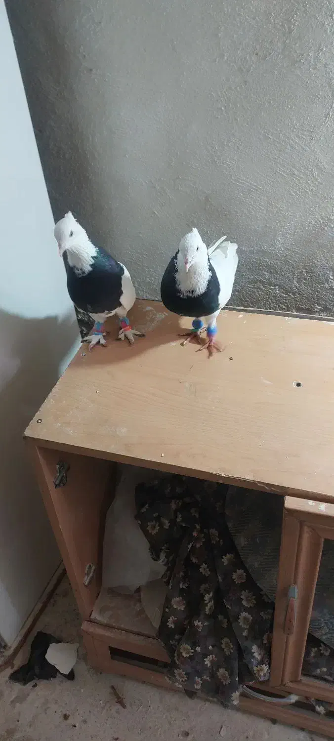 کفتر|پرنده|بردسکن, |دیوار