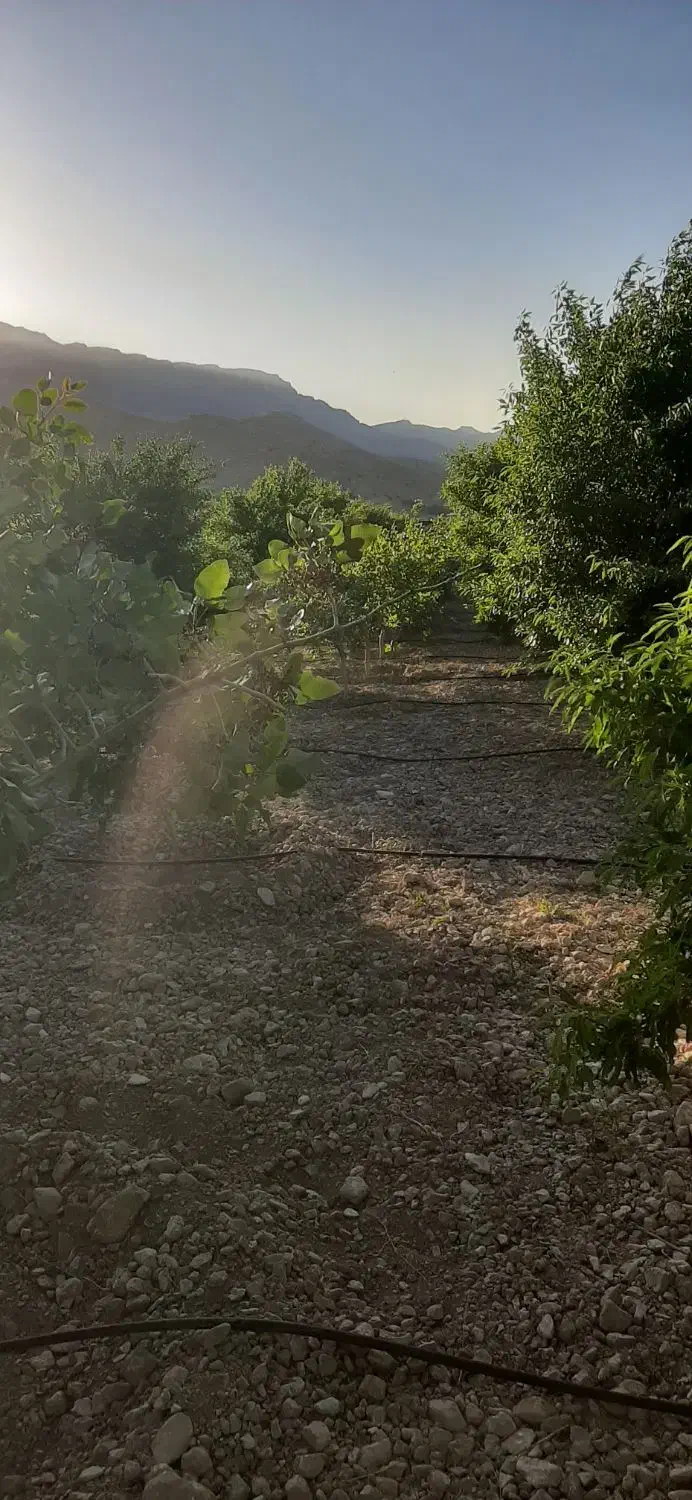 فروش باغ بادام وپسته|فروش دفتر صنعتی، کشاورزی، تجاری|کوهنجان, |دیوار