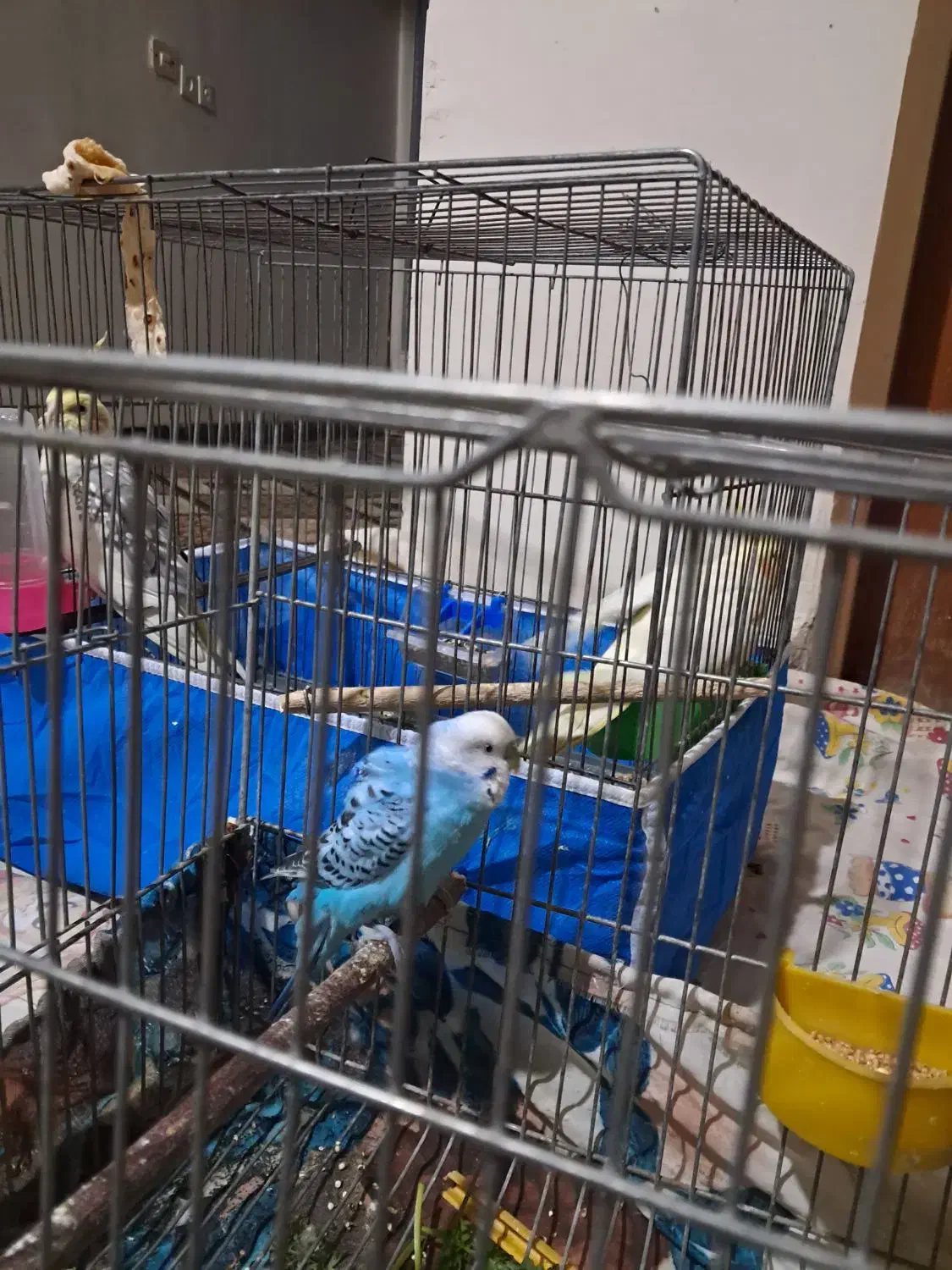 مرغ عشق|پرنده|شاهین‌شهر, برخوار غرب|دیوار