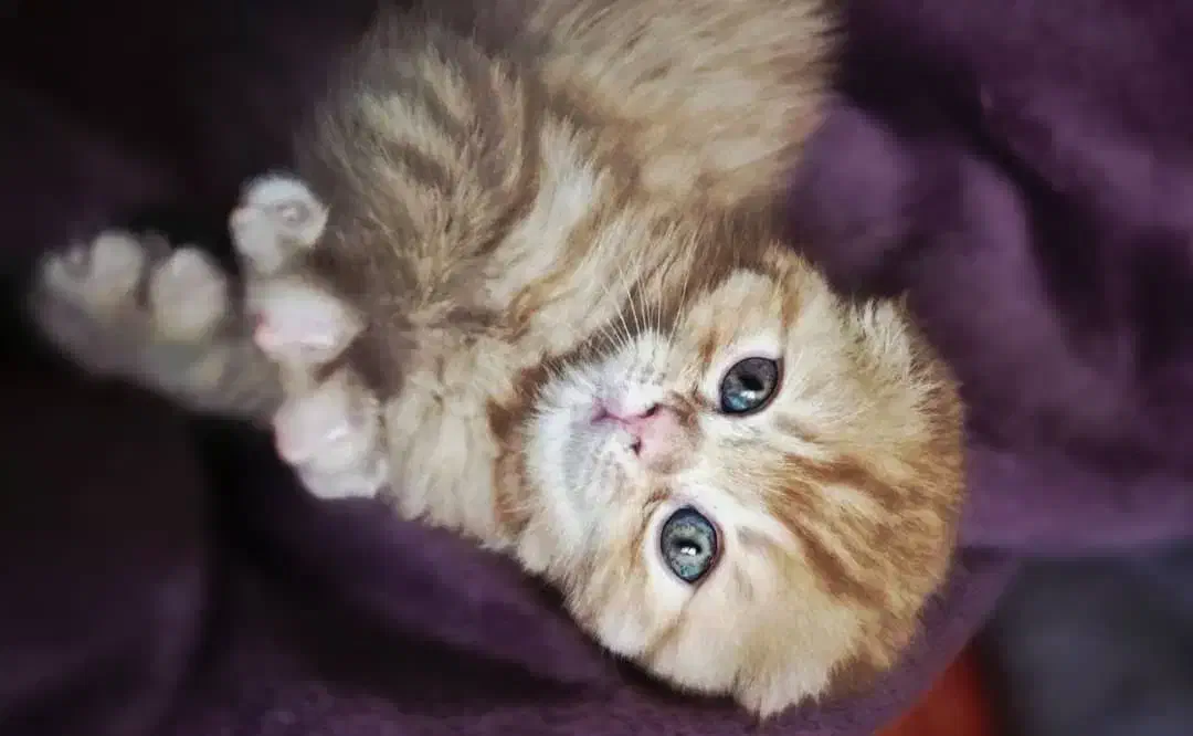 اسکاتیش دبل فولد گارفیلدی|گربه|کرج, باغستان|دیوار