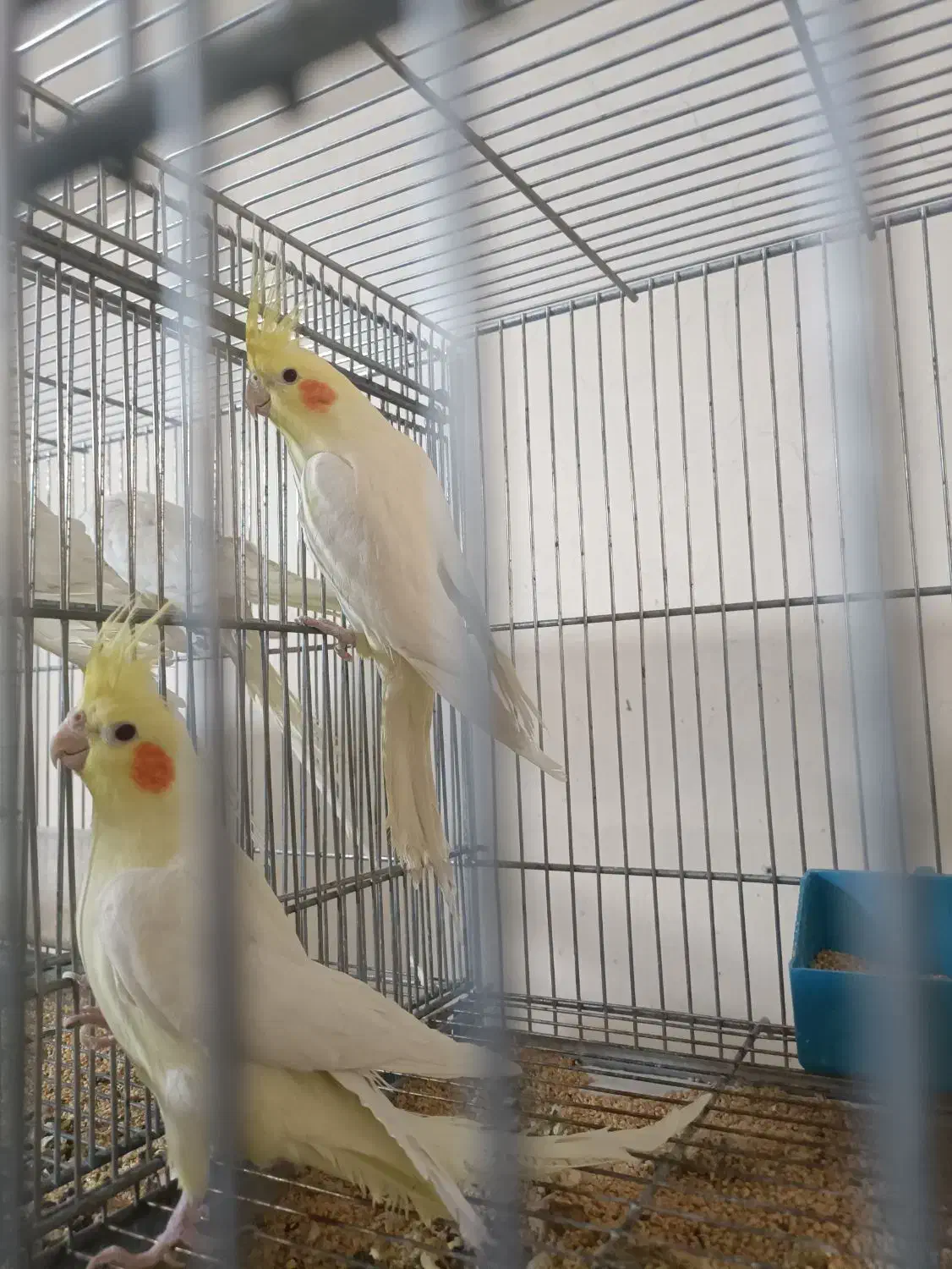 تعدادی عروس هلندی|پرنده|خمینیشهر, |دیوار