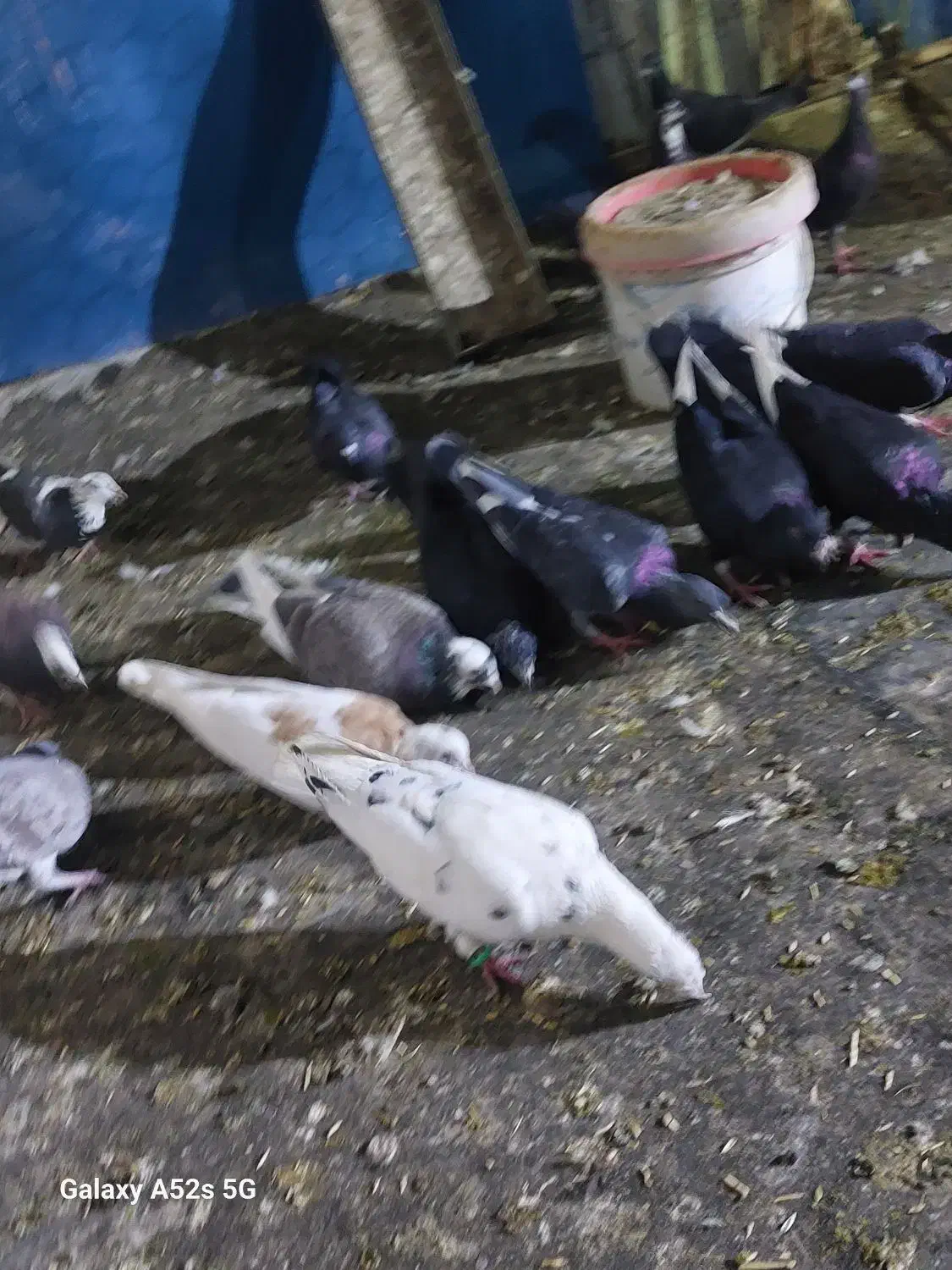 کفتر شهرستانی|پرنده|فشاپویه, |دیوار