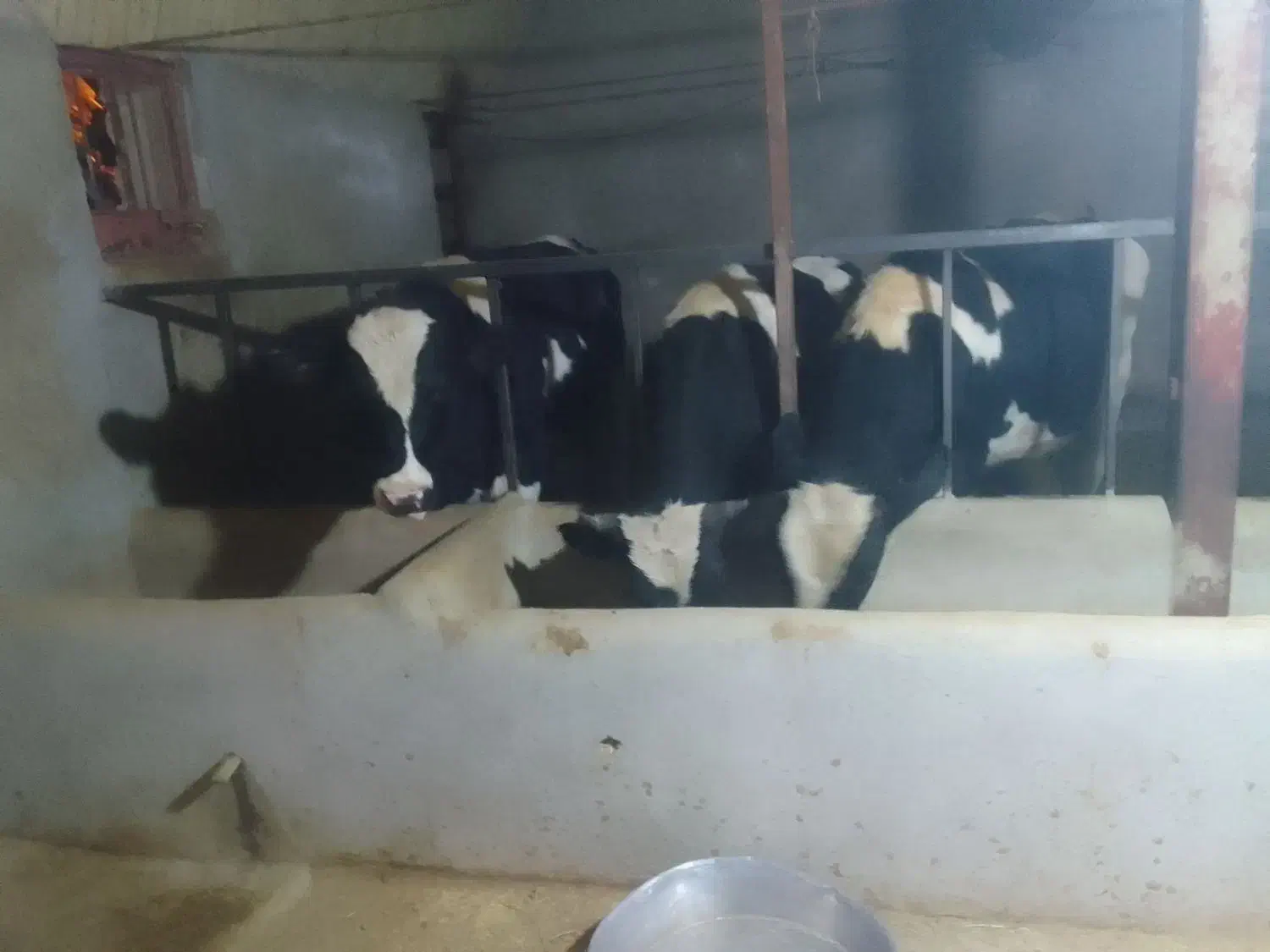 گوساله نر سالم|حیوانات مزرعه|شیرین‌سو, |دیوار