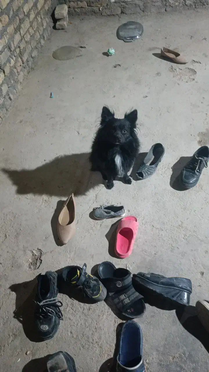 سگ روبایی پامرین نر|سگ|مشهد, کلاکوب|دیوار