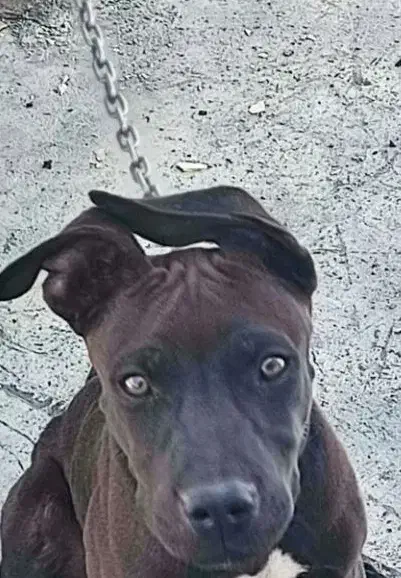 توله سگ بیتبول|سگ|زاهدان, |دیوار