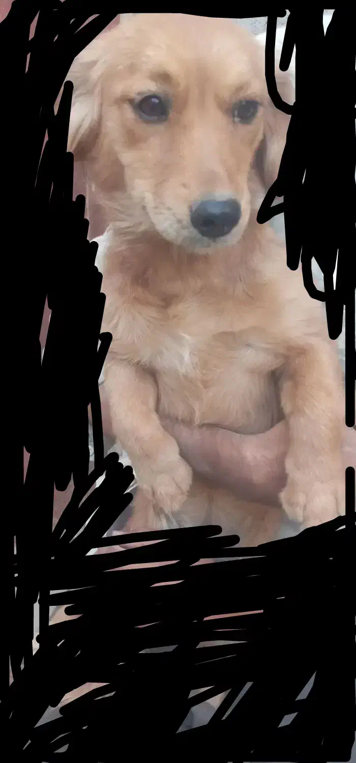 هاسکی و پاکوتاه|سگ|خمینی‌شهر, |دیوار