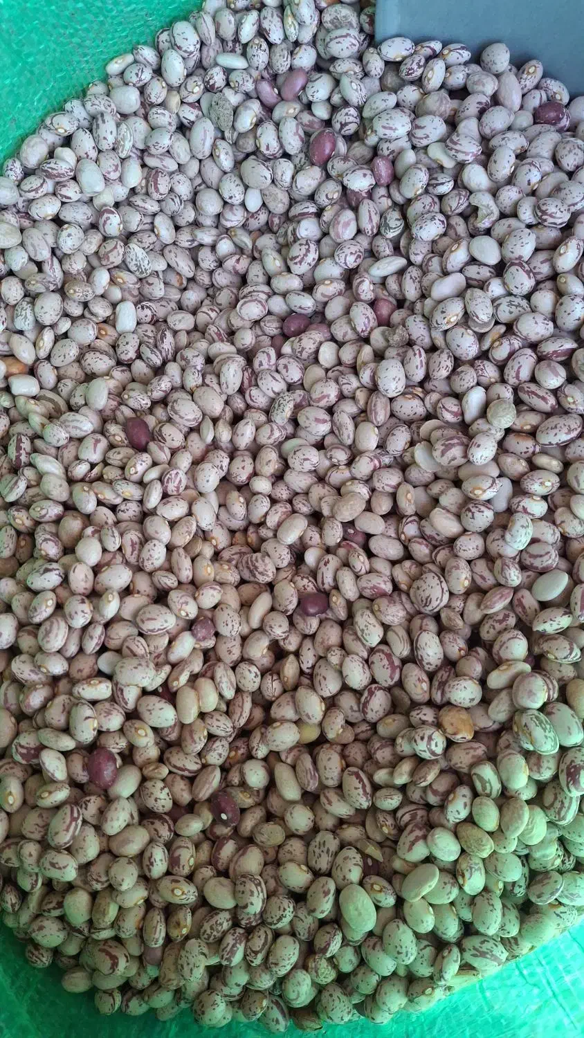 فروش لوبیا چیتی بوجار درجه یک|عمدهفروشی|رودشت (چهارمحال و بختیاری), |دیوار