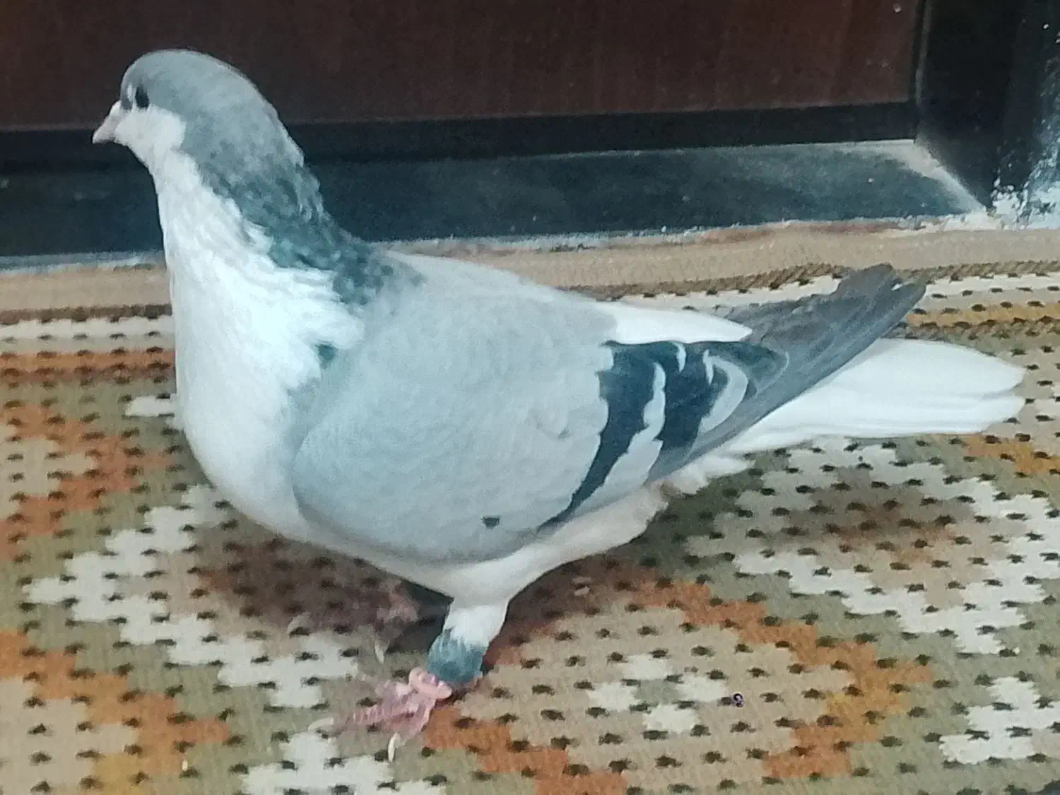 کبوتر|پرنده|شوشتر, |دیوار