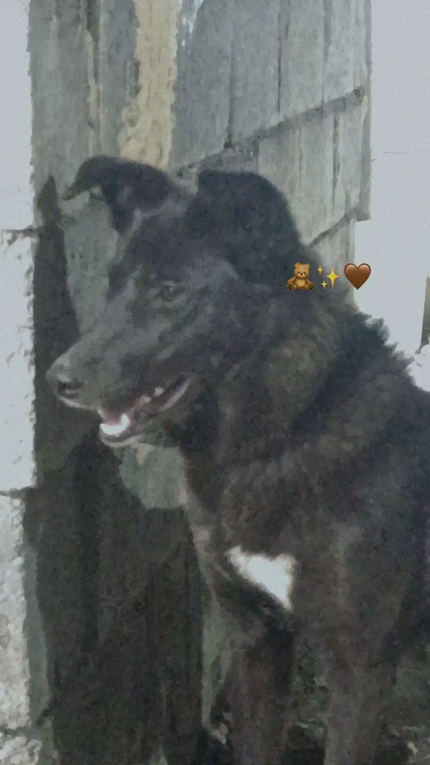 سگ ژرمن سراب و پامراشپیتز|سگ|میناب, |دیوار