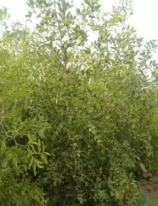 نهال عناب|حراج|جلگه ماژان, |دیوار