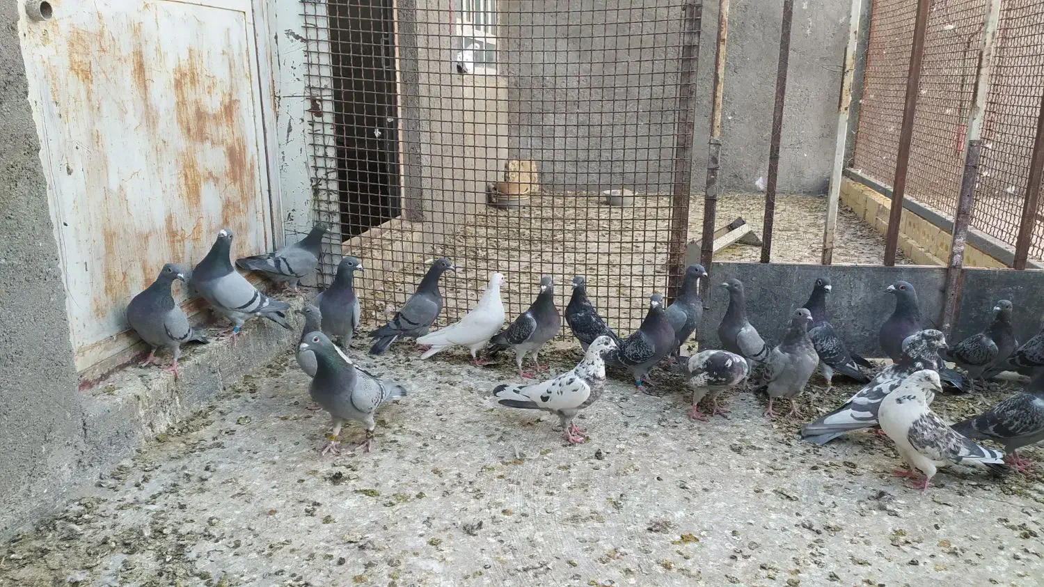 کبوتر پلاکی|پرنده|اردکان, |دیوار