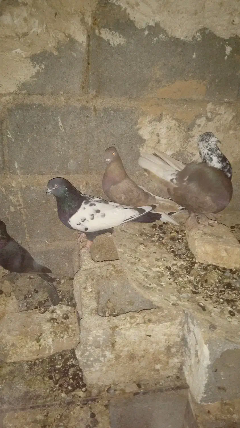 کفتر بهبهانی|پرنده|مرودشت, رامجرد یک|دیوار