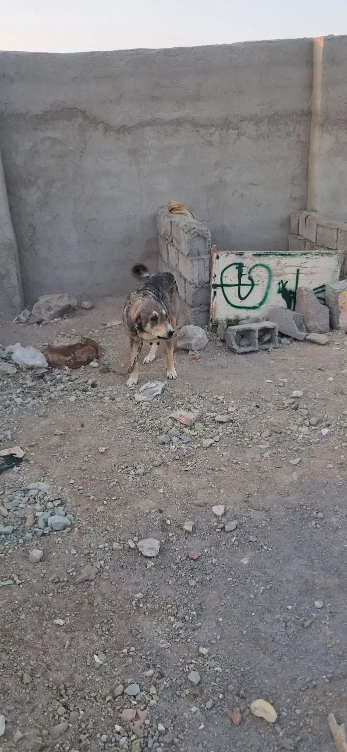 سگ عراقی ماده|سگ|تبریز, |دیوار