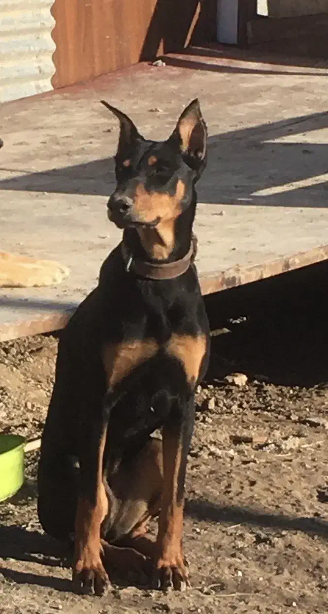 دوبرمن ماده نژاد عالی|سگ|کرمانشاه, |دیوار