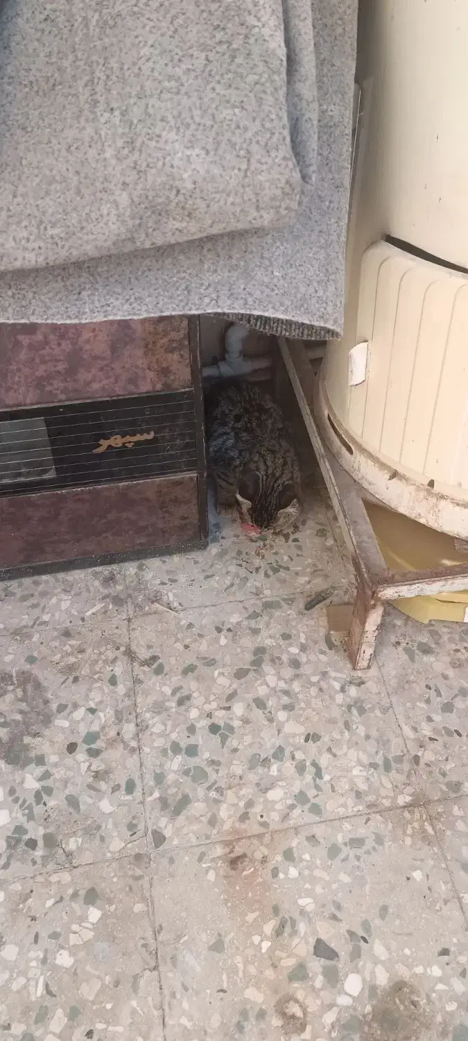 گربه|گربه|قم, علی آباد سعدگان|دیوار