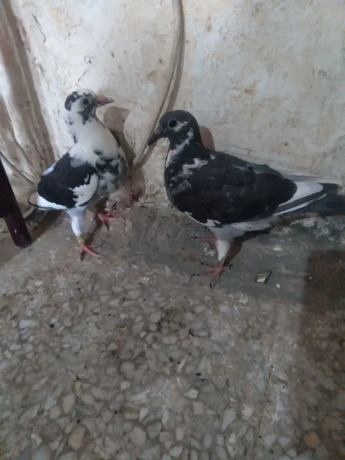 حراج|بدلیجات|زابل, |دیوار