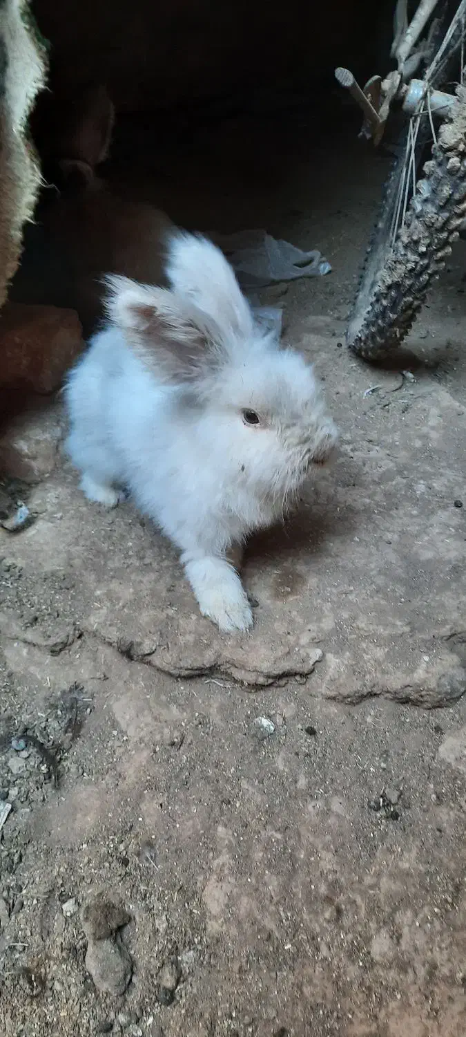 خرگوش لوپی|موش و خرگوش|رفسنجان, |دیوار