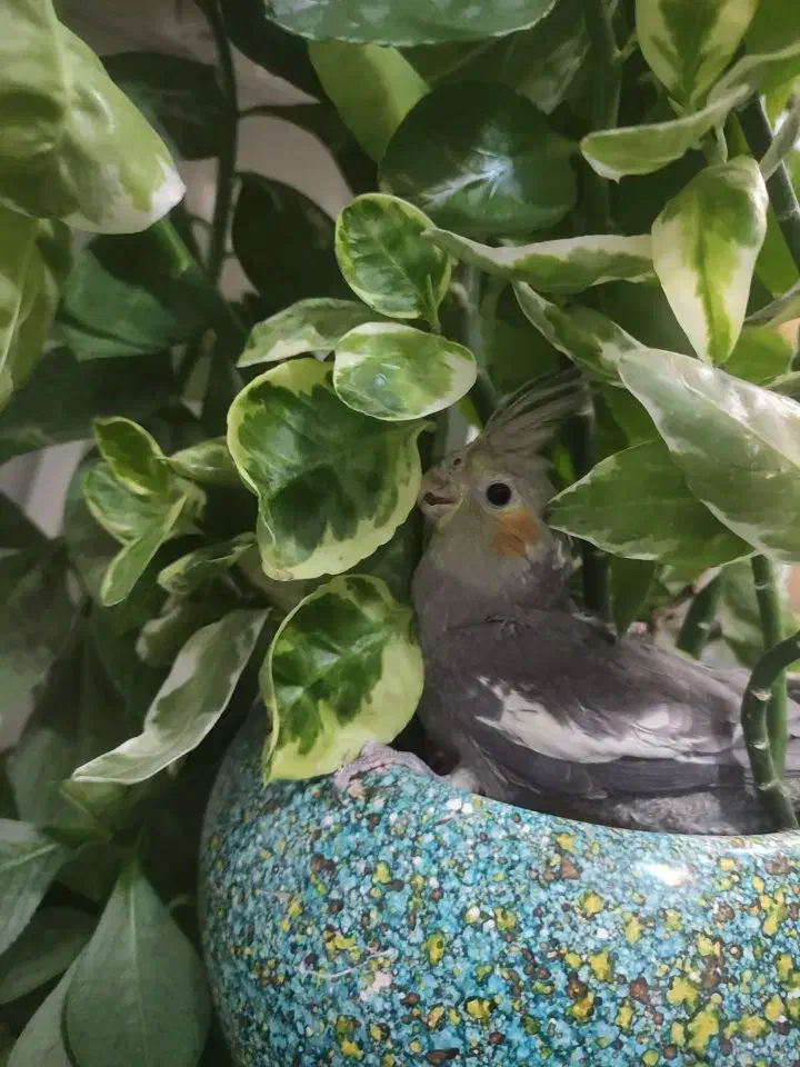 جوجه عروس|پرنده|نجف‌آباد, هفده شهریور|دیوار