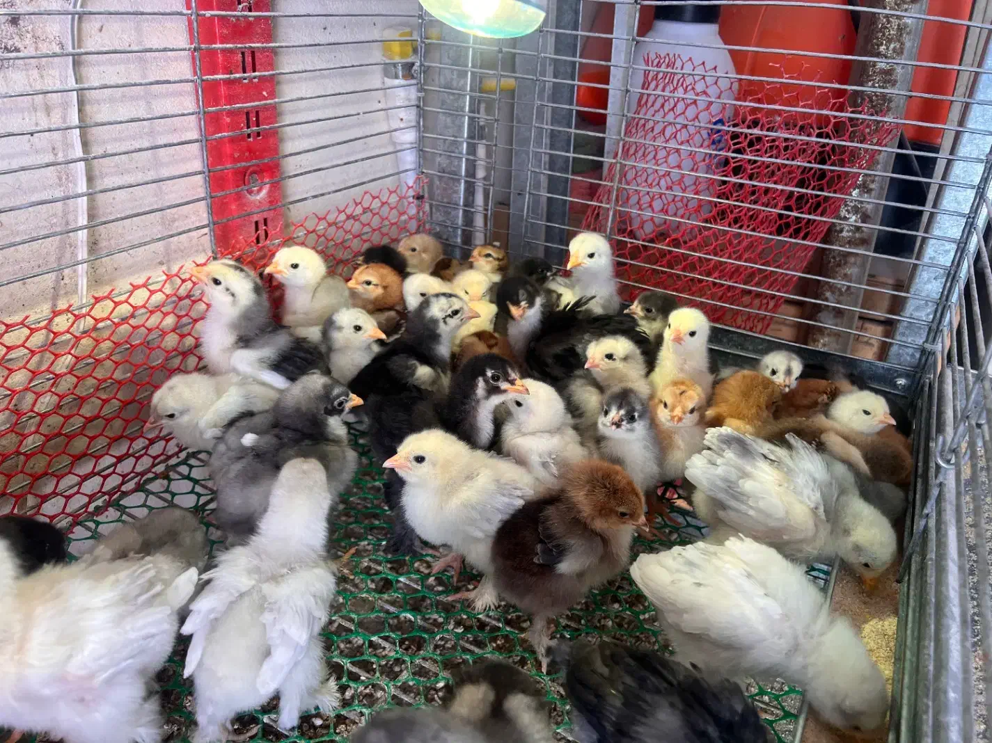 جوجه ازمولدین غول پیکر|حیوانات مزرعه|کاشان, فاز ۱ ناجی آباد|دیوار