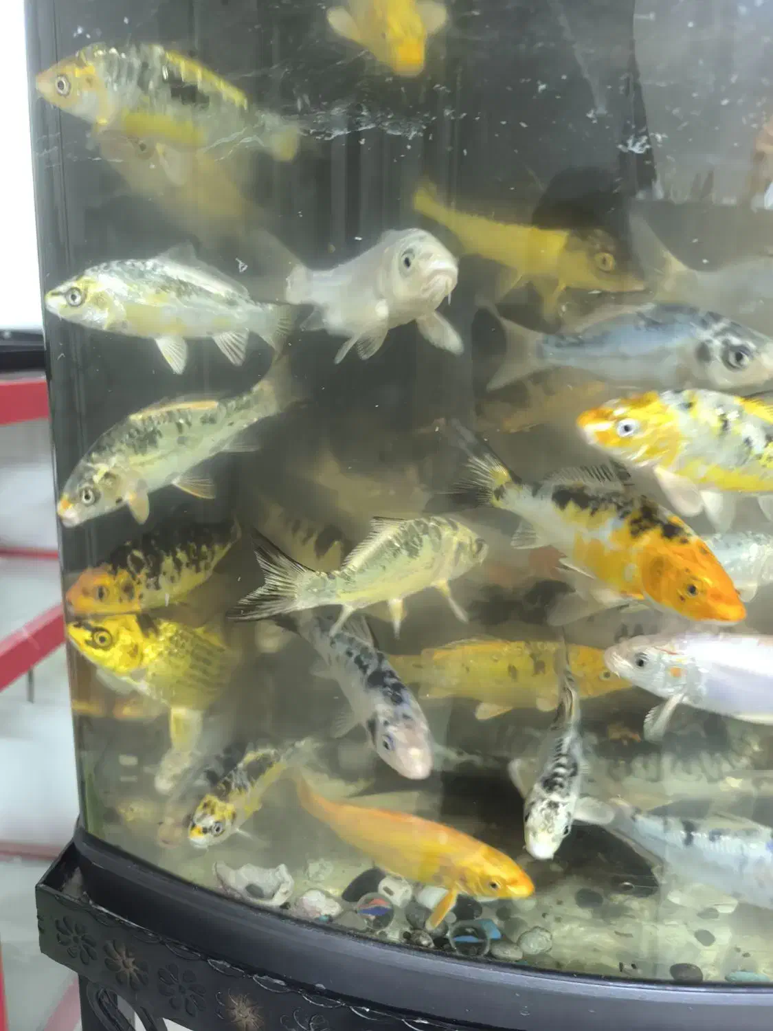 ماهی کوی|ماهی|شریفآباد, |دیوار